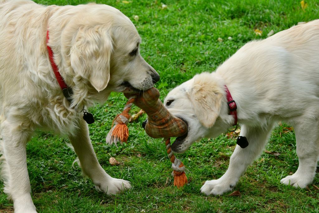 5 toys for pets