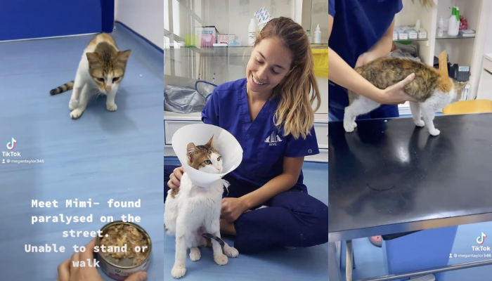 physio vet