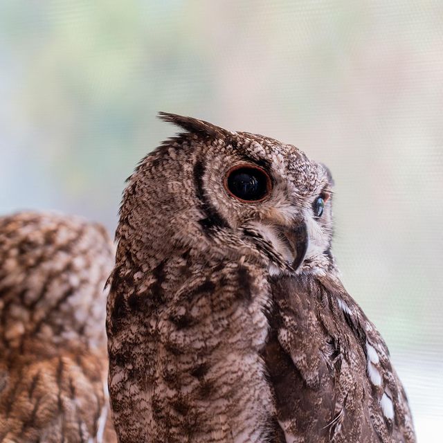 The Abu Dhabi Owl Cafe Is Breaking Myths About Bad Omens