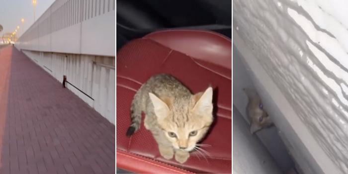 A Kitten Was Rescued Off The Road In Dubai