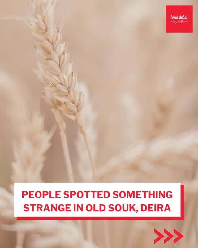الناس لاحظوا شيئًا غريبًا في السوق القديم في ديرة