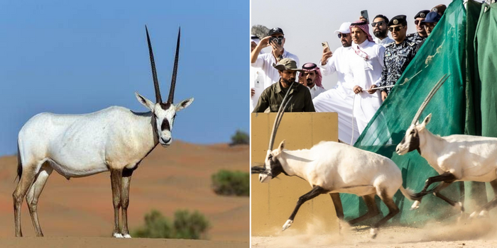 عودة المها العربي للسعودية