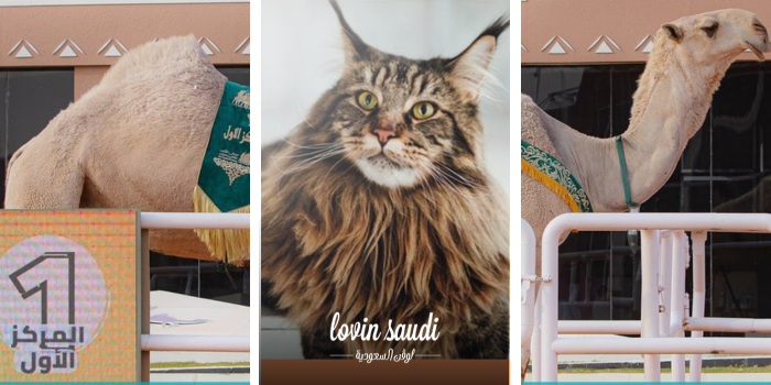 الرياض صار عندها مزاين للقطط!