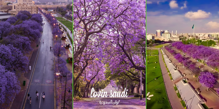 أبها تلبس البنفسجي.. 14 ألف شجرة جاكرندا ترسم أجمل لوحة ربيعية