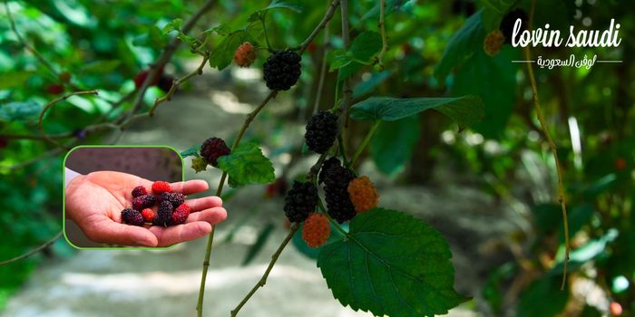 “التوت الحساوي”.. حلاوة الطعم وكنز اقتصادي يزين أسواق الأحساء
