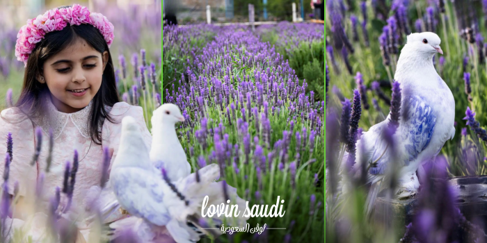 كيف قدر اللافندر يفتح أبوابًا جديدة للسياحة والاستثمار في الطائف؟