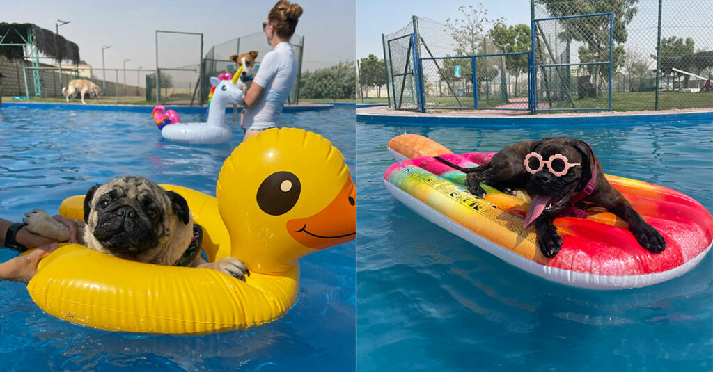 Pet Parents Prepare For This Pawfect Pool Party