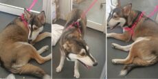 sharjah abandoned dog