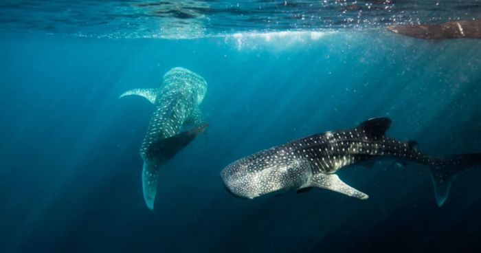 Whale Sharks of Qatar Tours Made Their Return