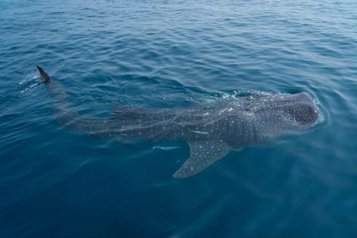Whale Sharks of Qatar Tours Made Their Return