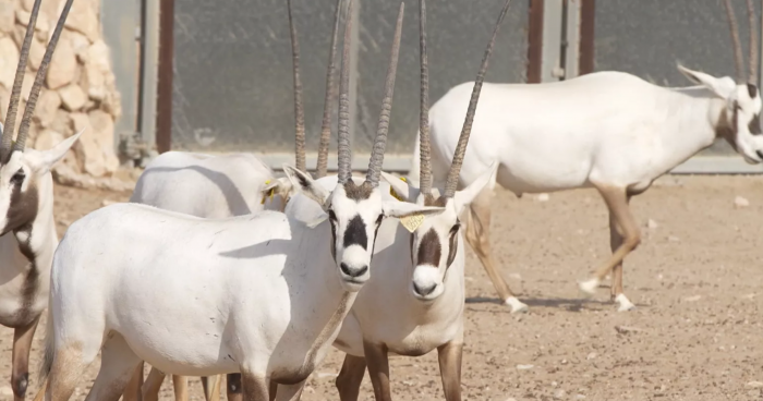 Qatar Is Cracking Down on Illegal Hunting to Protect Its Wildlife