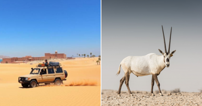 Qatar Is Cracking Down on Illegal Hunting to Protect Its Wildlife