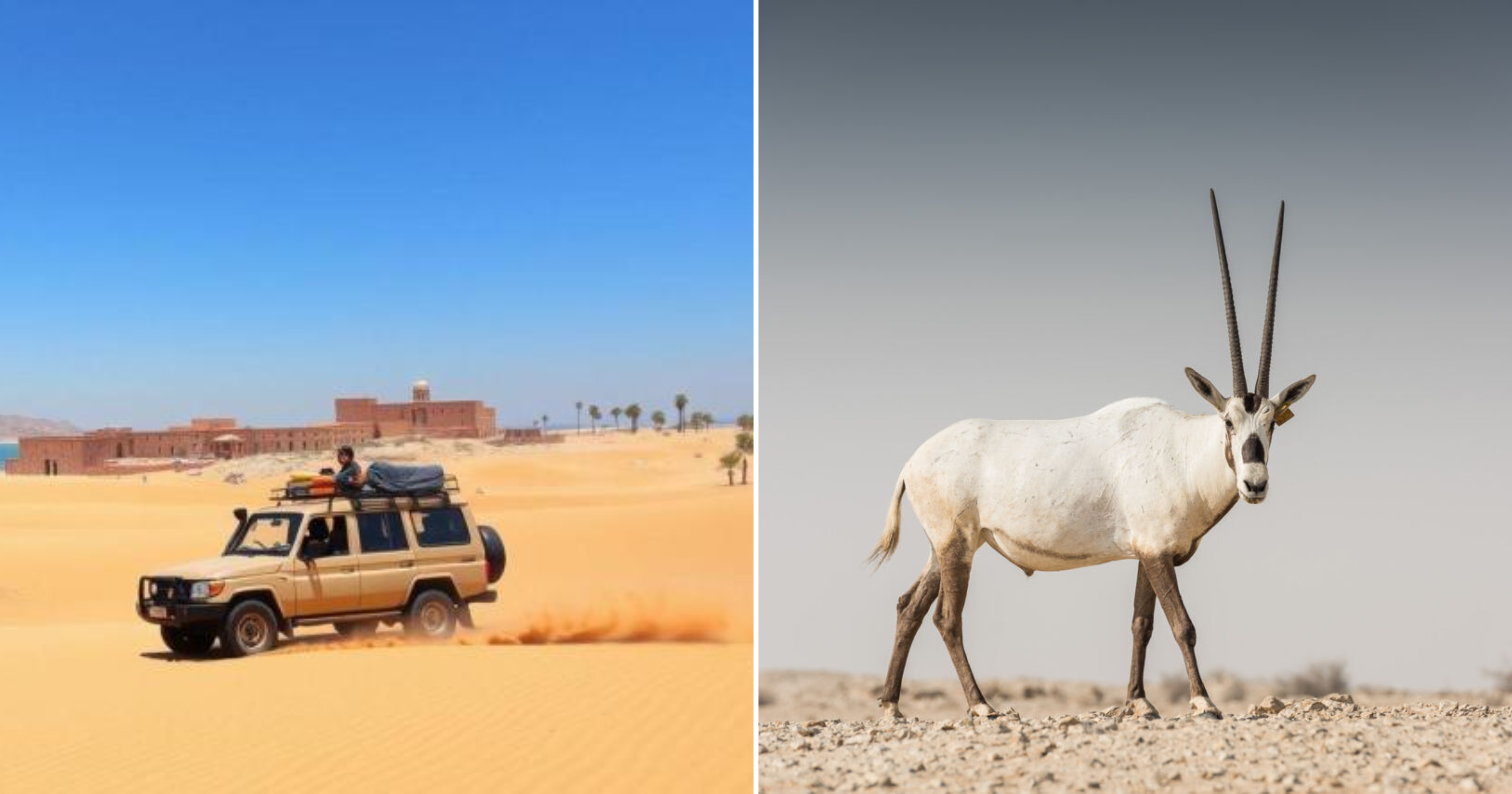 Qatar Is Cracking Down on Illegal Hunting to Protect Its Wildlife