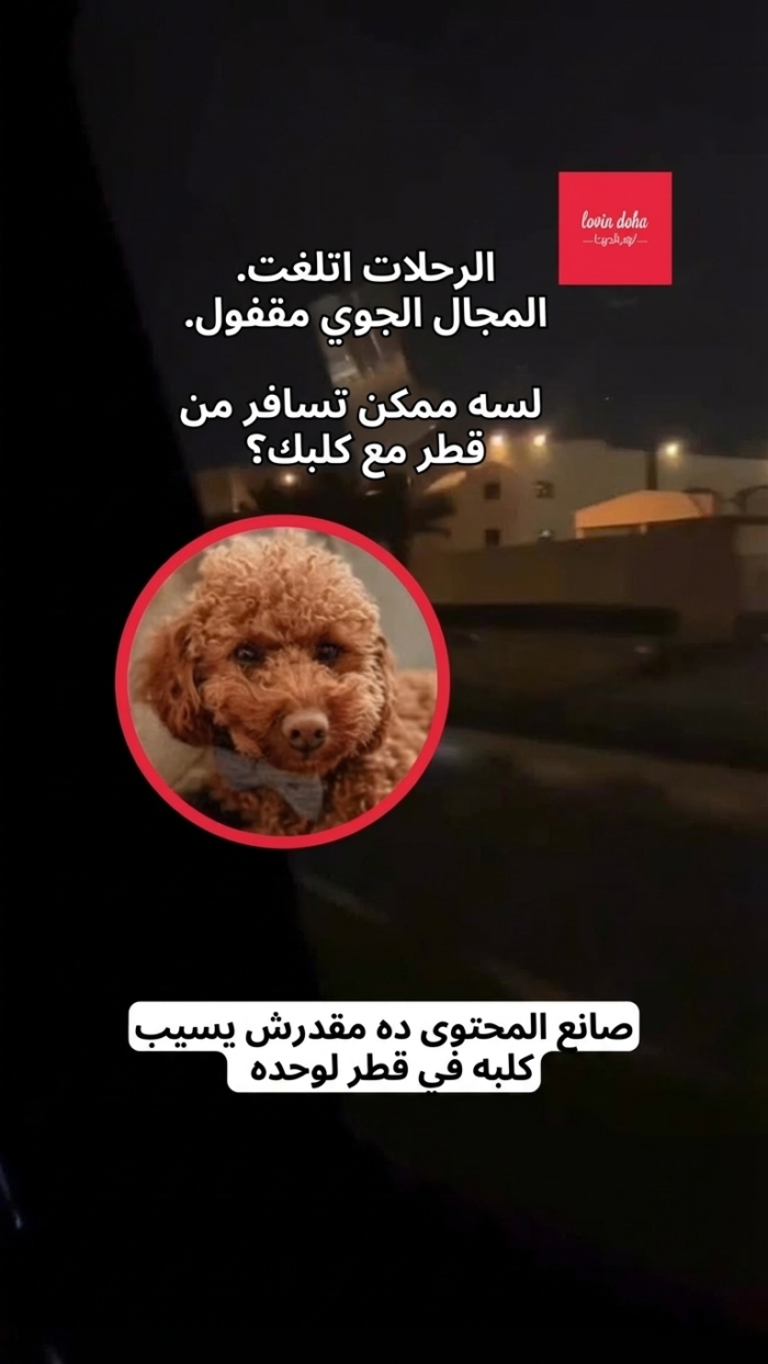 لم يستطع هذا المبدع ترك كلبه في قطر