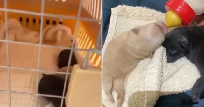 Abandoned Newborn Puppies In Qatar Reunited With Birth Mother