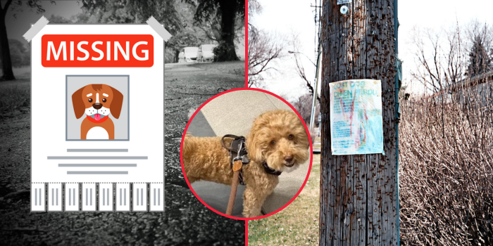A $5,000 Reward and a Runaway Pup: The Dabouk Dog That Had All of Amman Searching