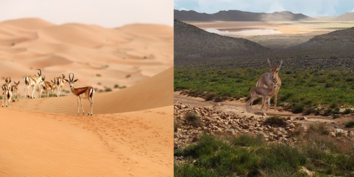 Pioneer Shabib Mubarak Al-Ajmi Opens Kuwait’s First Ever Deer Reserve!