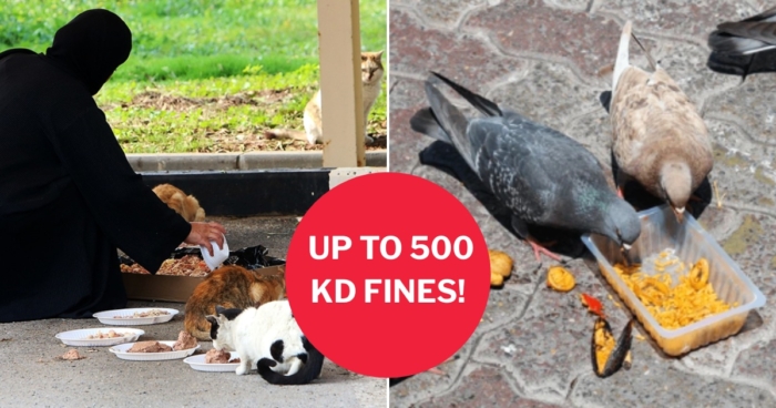 EPA: Feeding Strays in Public Can Cost Up to KD 500 Fine