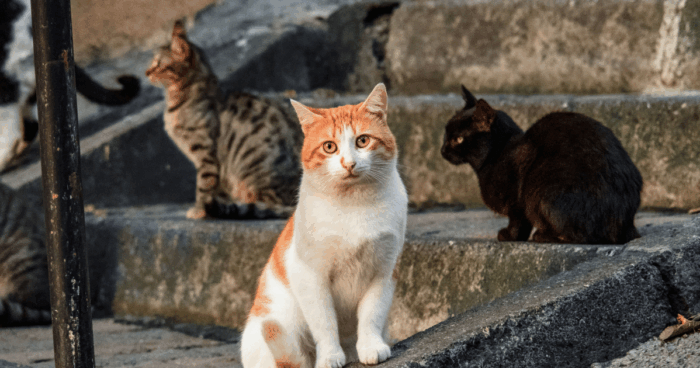 Justice Served in Matrouh Cat Cruelty Case