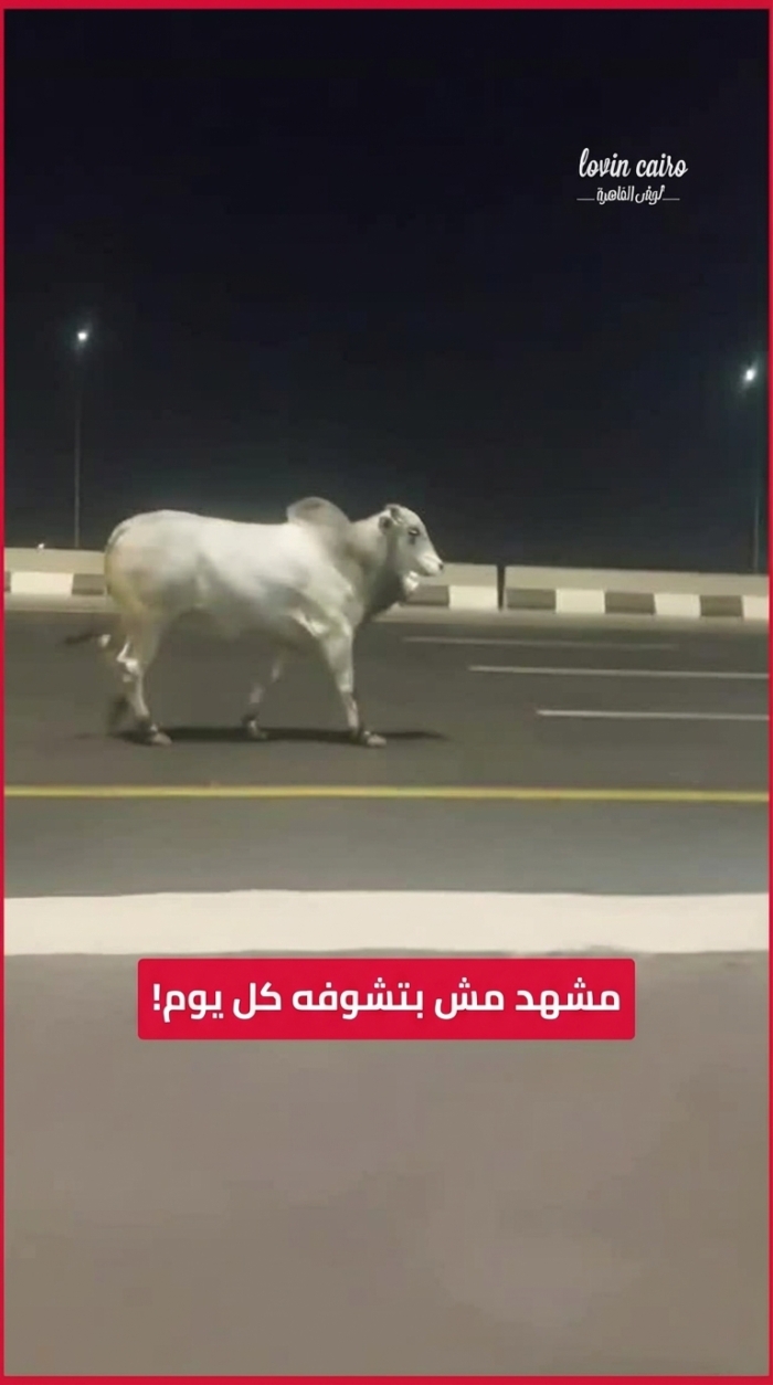 بقرة تتجول على الطريق الدائري بكل هدوء