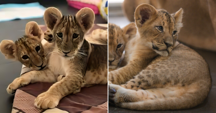 Zoo Owner Defies The Law By Hiding Two Lion Cubs