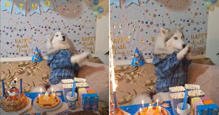 Lebanese Family Celebrates Its Husky’s Birthday In The Cutest Way