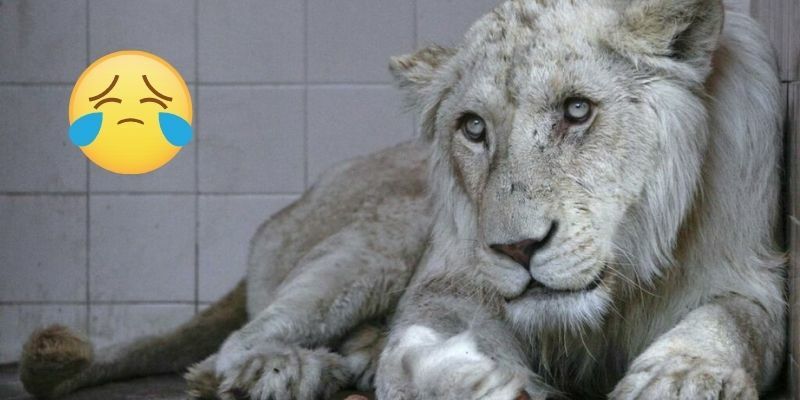 White_Lion_Died_KHI