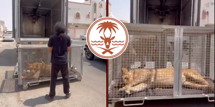 Citizen Arrested In Shocking Illegal Wildlife Display Faces Up To 10 Years In Jail And A Massive Fine