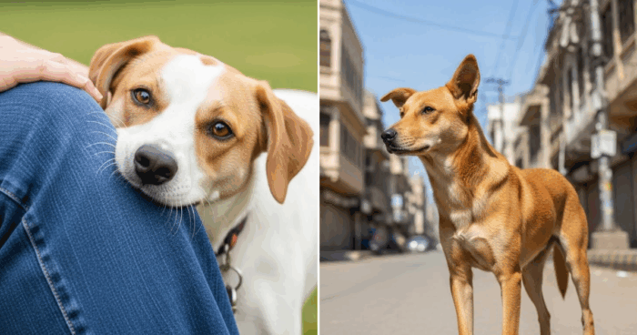 Dog Bite Cases in Karachi Rise Sharply in 2025