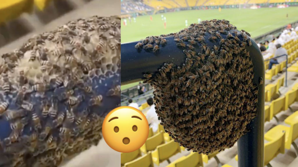 A Beehive At The Football Stadium Has Got Everyone Talking