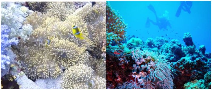 coral reefs in saudi