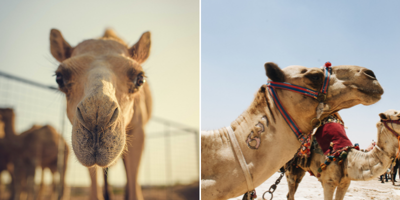 Dozens Of Camels Enhanced With Botox Have Been Disqualified From This ...