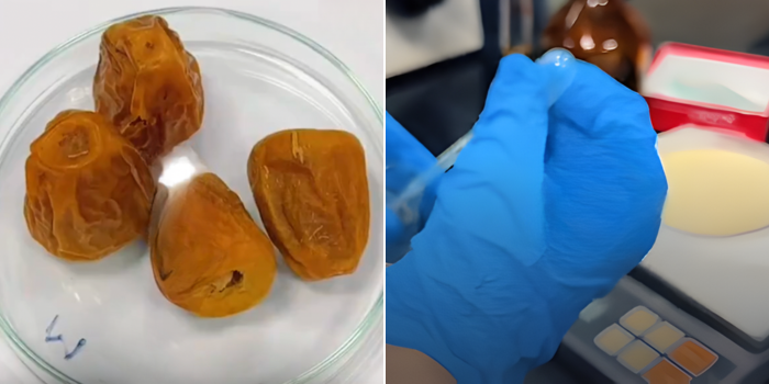 Al-Qassim Makes Major Breakthrough Turning Date Pits Into Artificial Bones