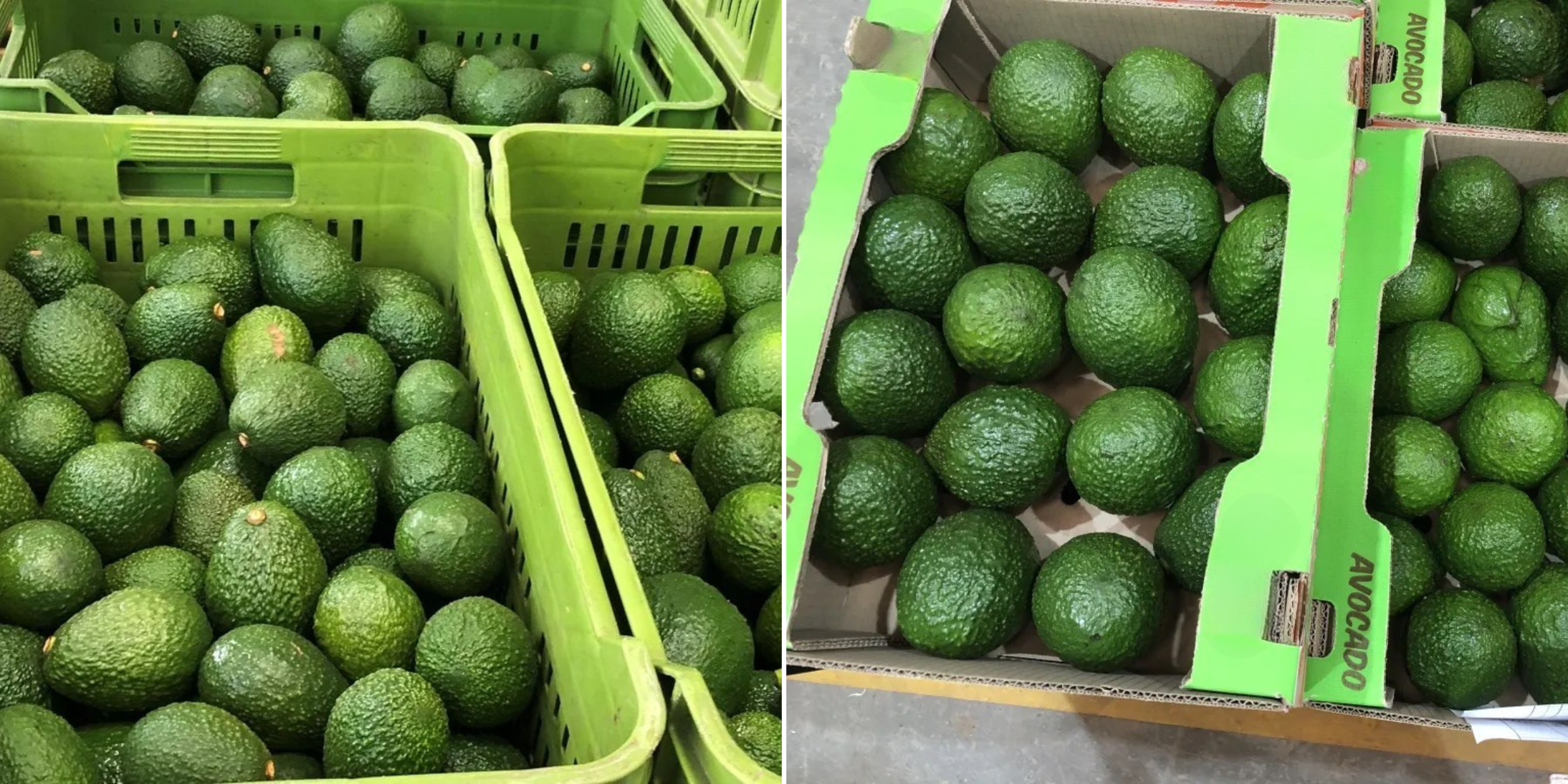 Avocados Are Now Growing Locally In Asir And The Results Are Surprising