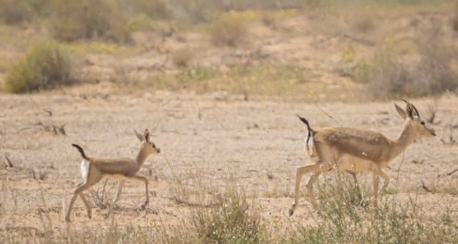 55 New Wildlife Births Mark A Comeback In Saudi Reserves