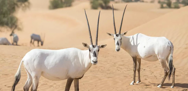 55 New Wildlife Births Mark A Comeback In Saudi Reserves