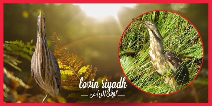 Mysterious And Defensive Bird Has Been Spotted Across The Kingdom